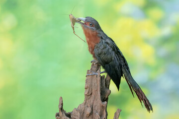A young chestnut-breasted malkoha is preying on a grasshopper. This beautifully colored bird has the scientific name Phaenicophaeus curvirostris.