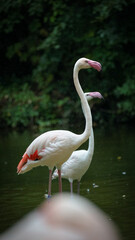 Zoo Tiere
