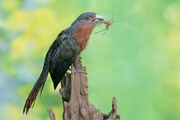 A young chestnut-breasted malkoha is preying on a grasshopper. This beautifully colored bird has the scientific name Phaenicophaeus curvirostris.