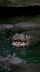 Zoo Tiere
