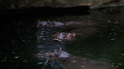 Zoo Tiere