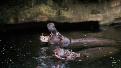 Zoo Tiere