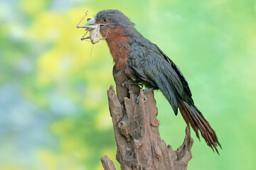 A young chestnut-breasted malkoha is preying on a grasshopper. This beautifully colored bird has the scientific name Phaenicophaeus curvirostris.