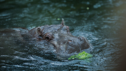 Obraz premium Zoo Tiere