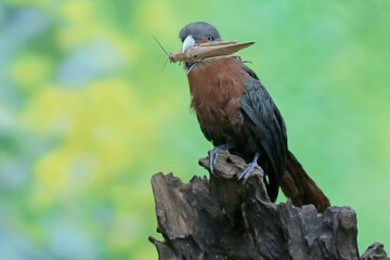 A young chestnut-breasted malkoha is preying on a grasshopper. This beautifully colored bird has the scientific name Phaenicophaeus curvirostris.