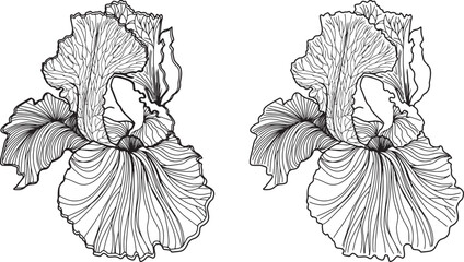 Wedding Linear Design iris sketch flower Clip art Line botanical illustration linear detailed drawing coloring page adults object Linework graphic coloring book flowers set modern ornamental outline