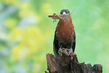 A young chestnut-breasted malkoha is preying on a grasshopper. This beautifully colored bird has the scientific name Phaenicophaeus curvirostris.
