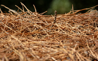Dry, dead pine needles and pine cones fallen on ground. Fall season, lawncare and wildfire hazard concept.