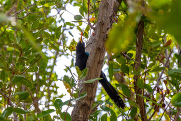 Yucatan jay bird birds in trees tropical jungle nature Mexico.