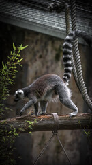 Zoo Tiere