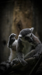 Zoo Tiere