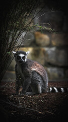 Zoo Tiere