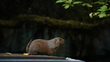 Zoo Tiere
