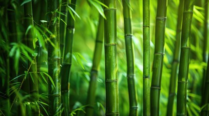 Obraz premium Lush Green Nature Background of a Bamboo Forest