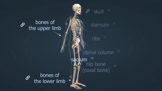 Human skeleton anatomy