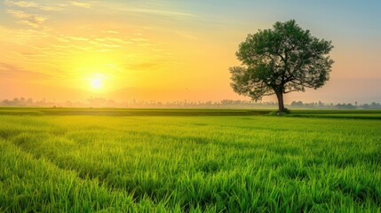 Fototapeta premium Morning Sunrise Green Rice Field and Silhouette of Big Tree against Blurred Sky