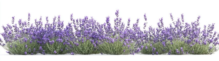 Fototapeta premium Lush Purple Lavender Bush Isolated on White Background