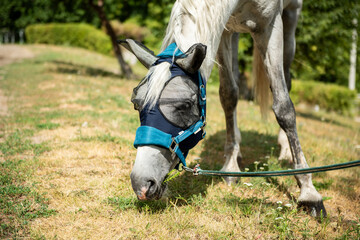Close up portrait of white adult horse stud in halter walking in paddock, horse muzzle graze in...