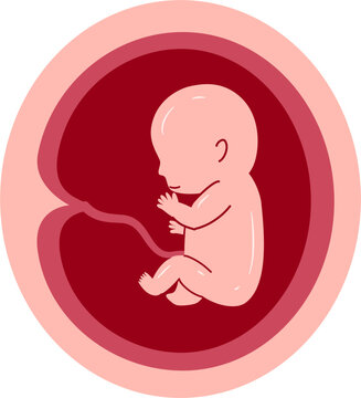 Human embryonic development 7 month