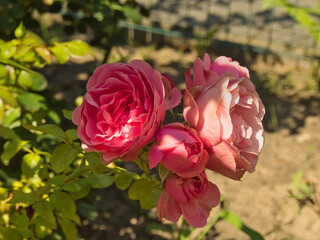 Róże czerwone. © Janusz