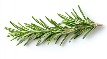 Fototapeta premium Sprig of rosemary with green leaves and a brown stem on a white background.