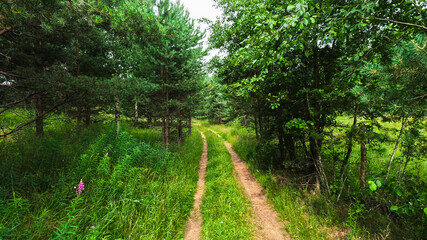 Fototapeta premium Summer Pine Forest