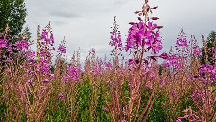 Fototapeta premium Ivan-tea (Chamaenerion) grows in a meadow