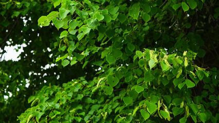 Obraz premium Green leaves close-up in summer
