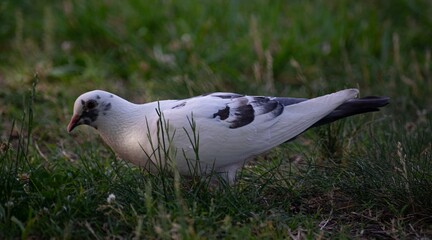 White pigeon