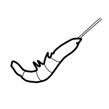 crustacean animal marine natural craw water animal shrimp
