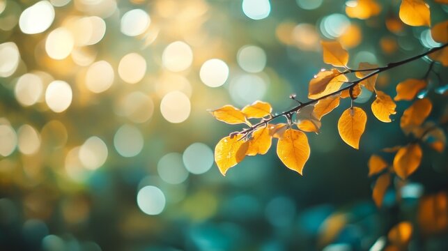 Fall bokeh background of autumn leaves in out-of-focus bokeh at apperture Useful for photomontage -