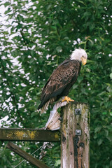 Bald eagle on post with fish in talons in Juneau, Alaska