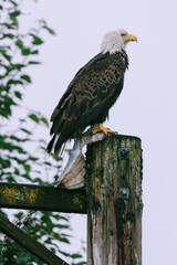 Bald eagle on post with fish in talons in Juneau, Alaska