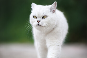 british shorthair cat portrait close up outdoors