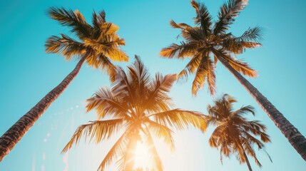 Palm trees with coconuts in the evening sunlight under a clear blue sky