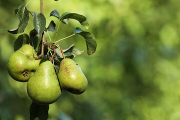 Pear tree branch with fruits in garden, closeup. Space for text