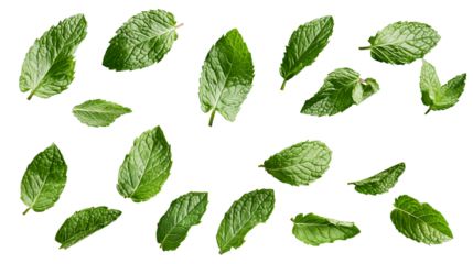 Floating mint leaves with fresh green color  isolated on a transparent background