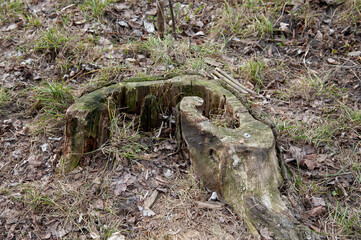 green grass grows out of an old rotten stump.