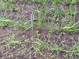 spring background: young green onion leaves are growing