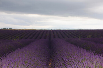 Lavender field in Provance, France