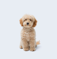 Cute Poodle sitting and smiling