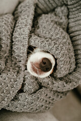 Jack Russell Terrier lies wrapped in a blanket. A dog's nose sticks out from under a blanket. Vertical photo. 