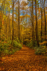 Autumn fall foliage surrounds hiking path carpeted with fallen leaves in rural Tennessee.