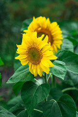 Obraz premium Sunflower is a plant in the garden in the village. Two sunflowers