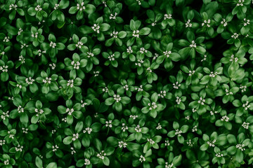 Abstract Foolproof Flowers in green landscape as wallpaper background illustration