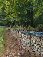 Im Wald und morbiden Forst nach Regen unterwegs