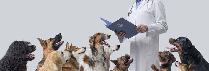 Professional veterinarian surrounded by dogs