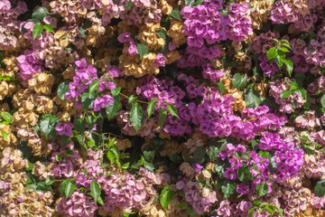 Obraz premium Pink and yellow flowers on the tree