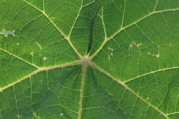 Bright green grape leaves in the light of day. Grape leaf structure