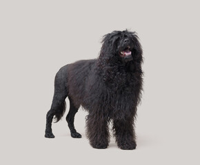 Portrait of a Portuguese Water Dog